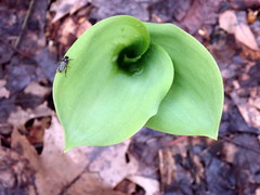 Convallaria majalis