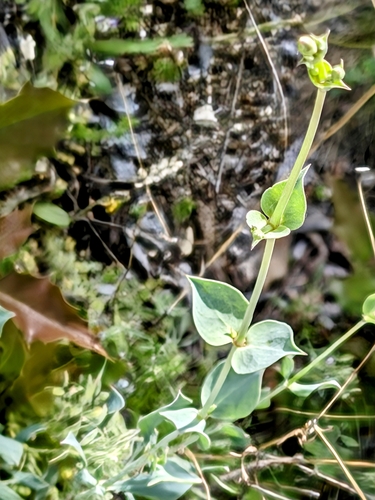 Silene chlorifolia, photograph 6