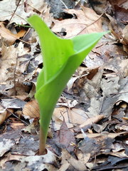 Convallaria majalis