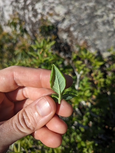 Image of Rhododendron pilosum by (c) Alaina Krakowiak, some rights reserved (CC BY)