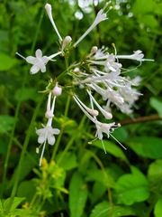 Valeriana pauciflora
