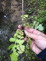 Youngia thunbergiana