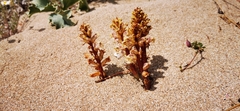 Orobanche litorea