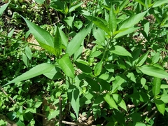 Helianthus tuberosus