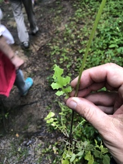 Youngia thunbergiana