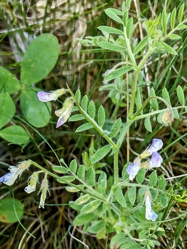 Image of Vicia orientalis by no rights reserved