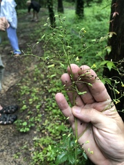 Youngia thunbergiana