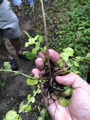 Youngia thunbergiana