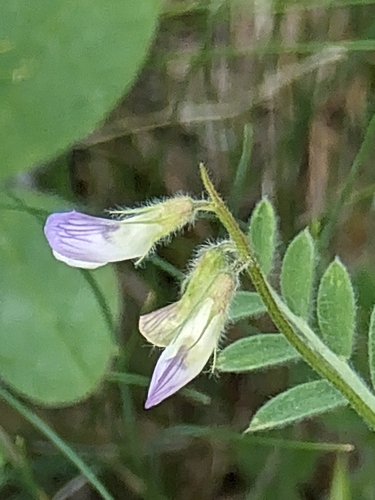 Eastern Wild Lentil (Vicia orientalis)
