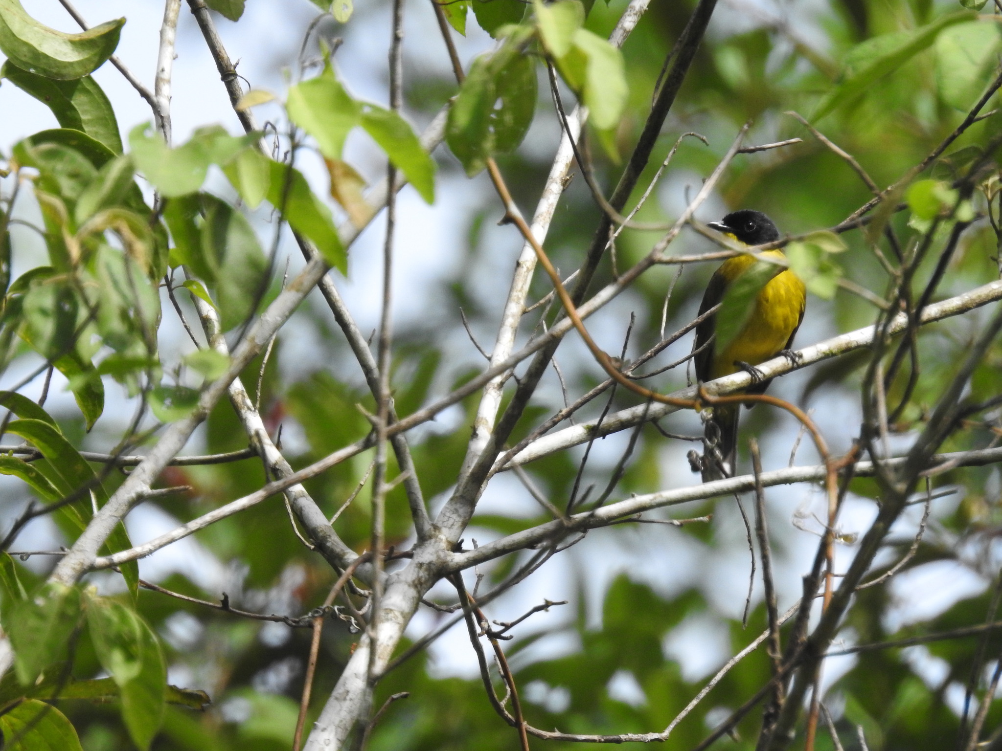 Black-capped Bulbul