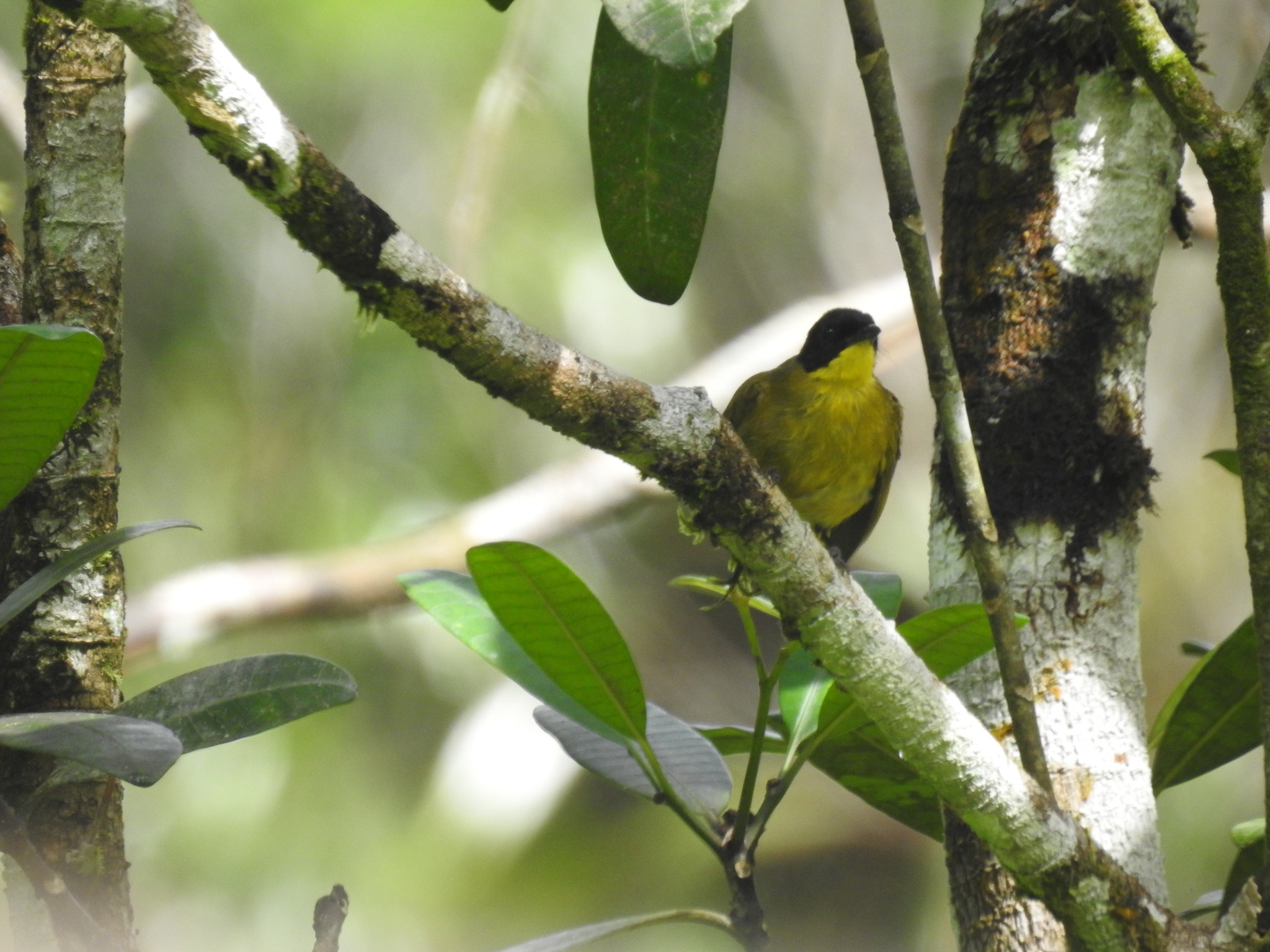 Black-capped Bulbul