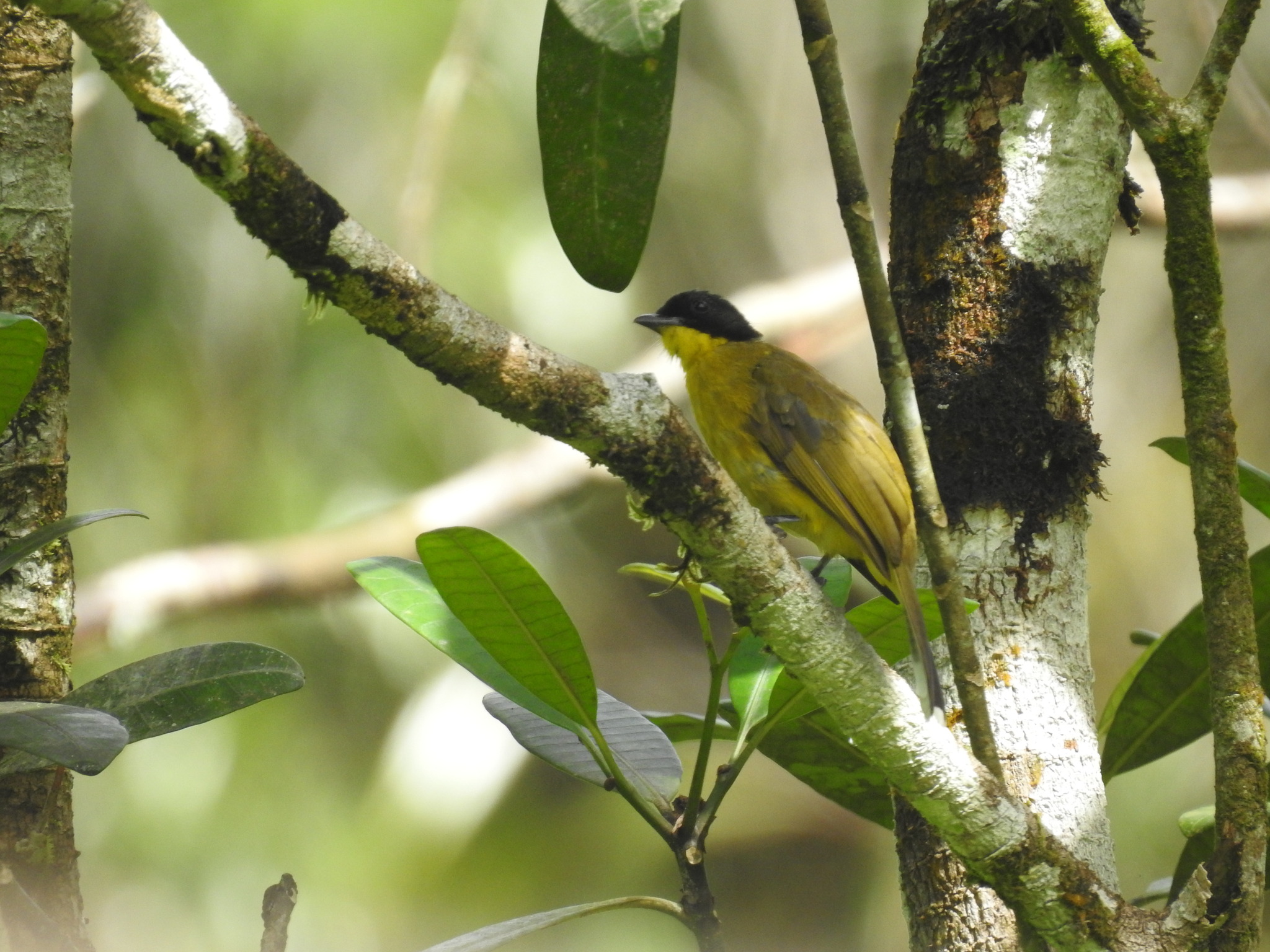 Black-capped Bulbul