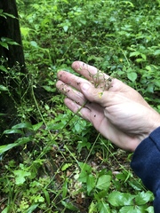 Youngia thunbergiana