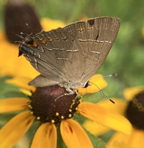 Soapberry Hairstreak photo 4