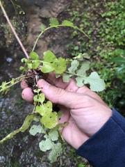 Youngia thunbergiana