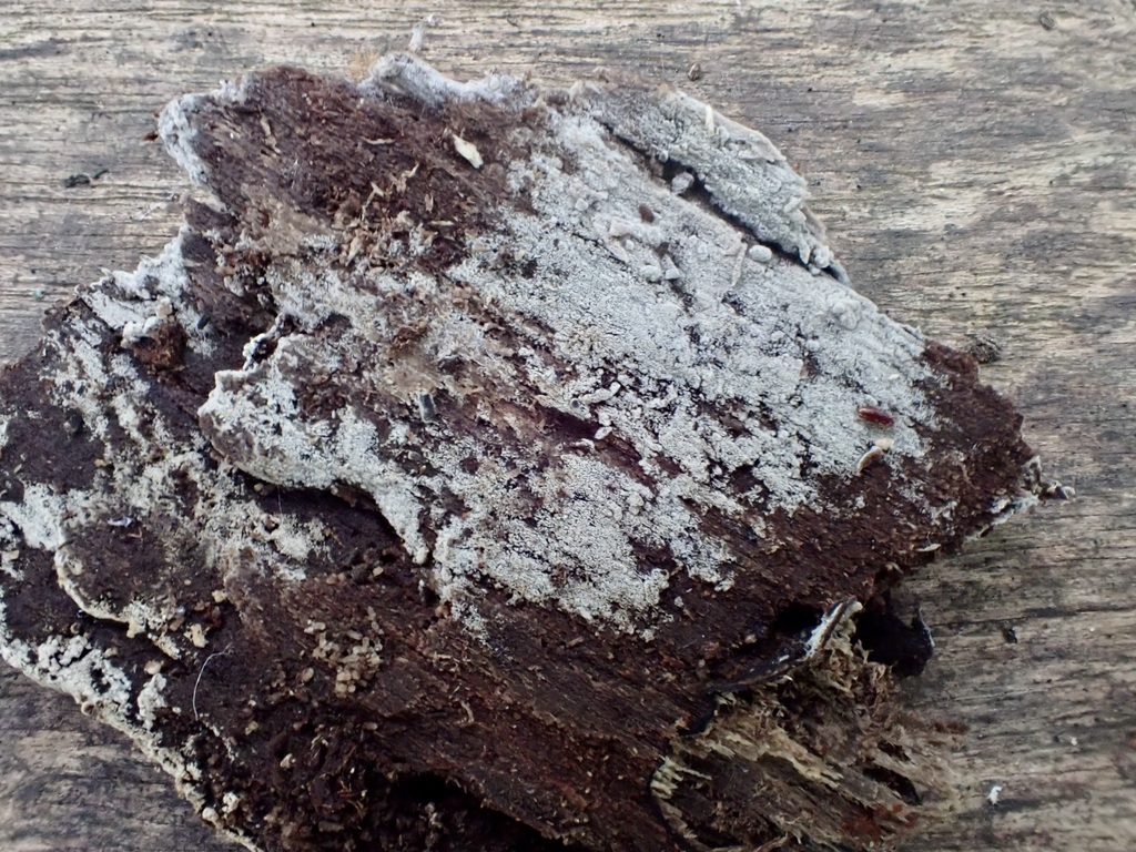 Rhizoctonia brevispora