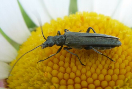Oedemera lurida, De Veranda, Rotterdam, Netherlands, photo 8 of 10