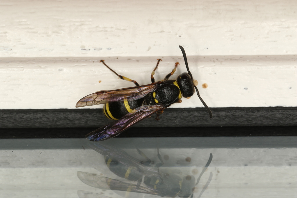 Ancistrocerus trifasciatus