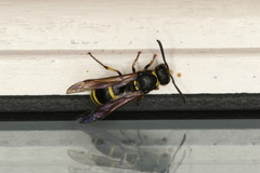 Ancistrocerus trifasciatus