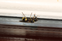 Ancistrocerus trifasciatus