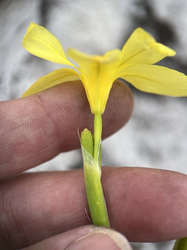 Image of Moraea pyrophila by (c) Charleen Brunke, some rights reserved (CC BY)