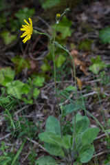 Hieracium glaucinum