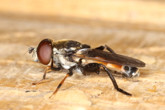 Tropidia scita