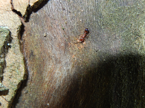 Temnothorax clypeatus