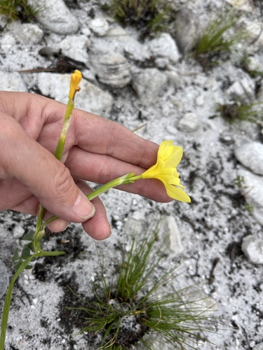 Image of Moraea pyrophila by (c) Charleen Brunke, some rights reserved (CC BY)
