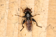 Tropidia scita