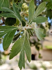 Szovits' Hawthorn (Crataegus szovitsii)