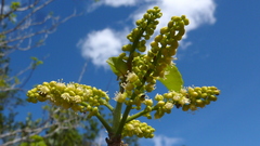 Allophylus laevigatus