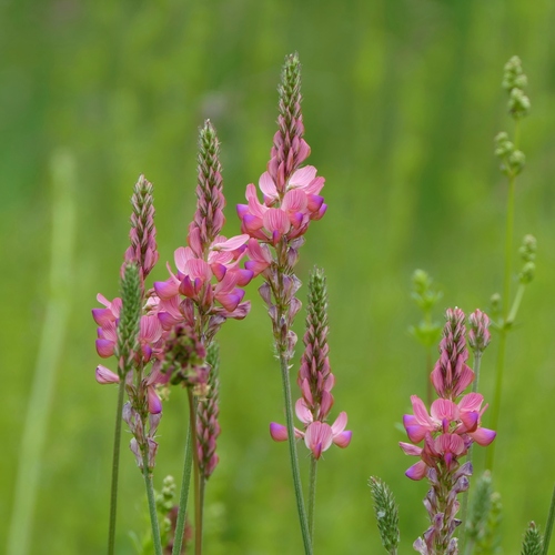 Sainfoin