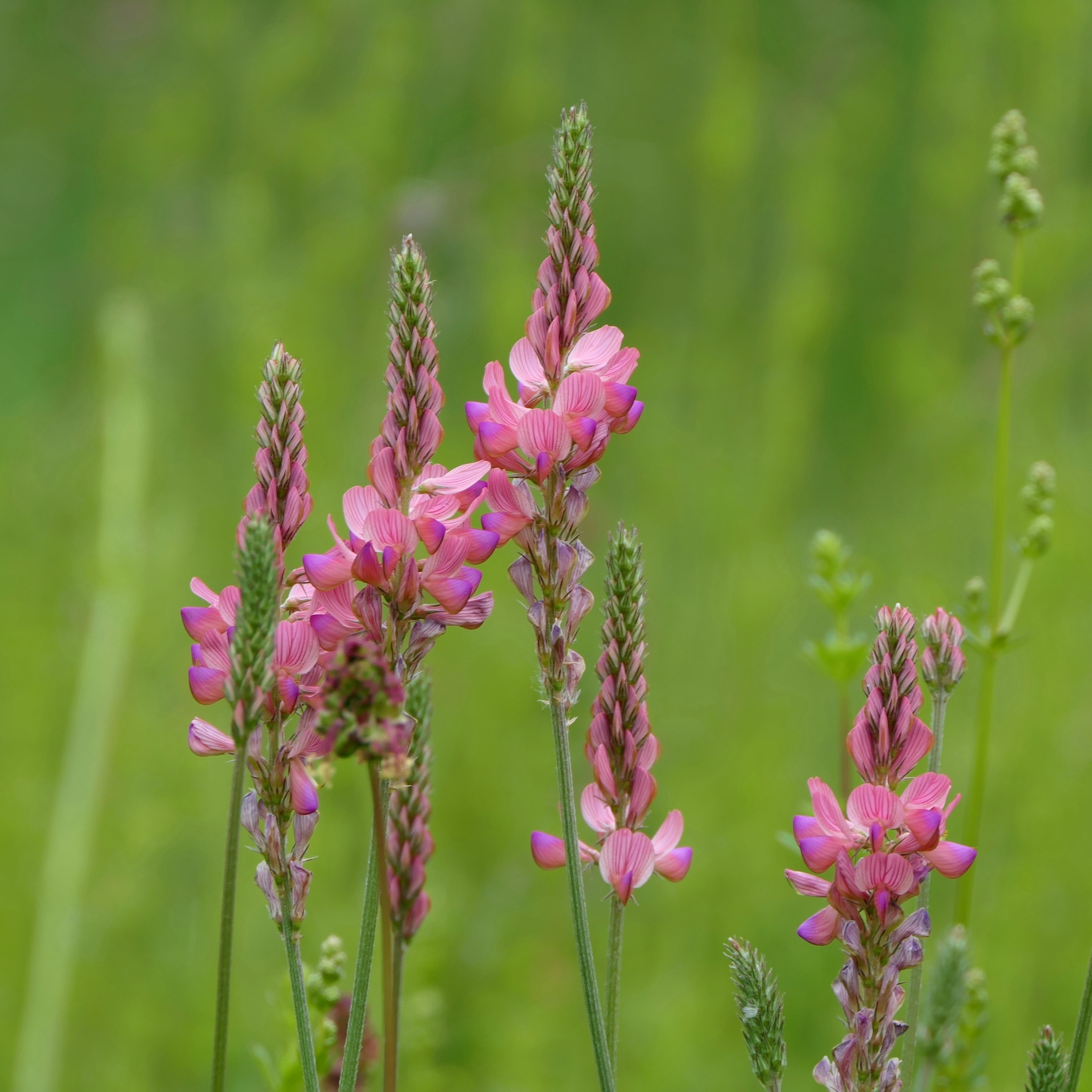 Onobrychis viciifolia