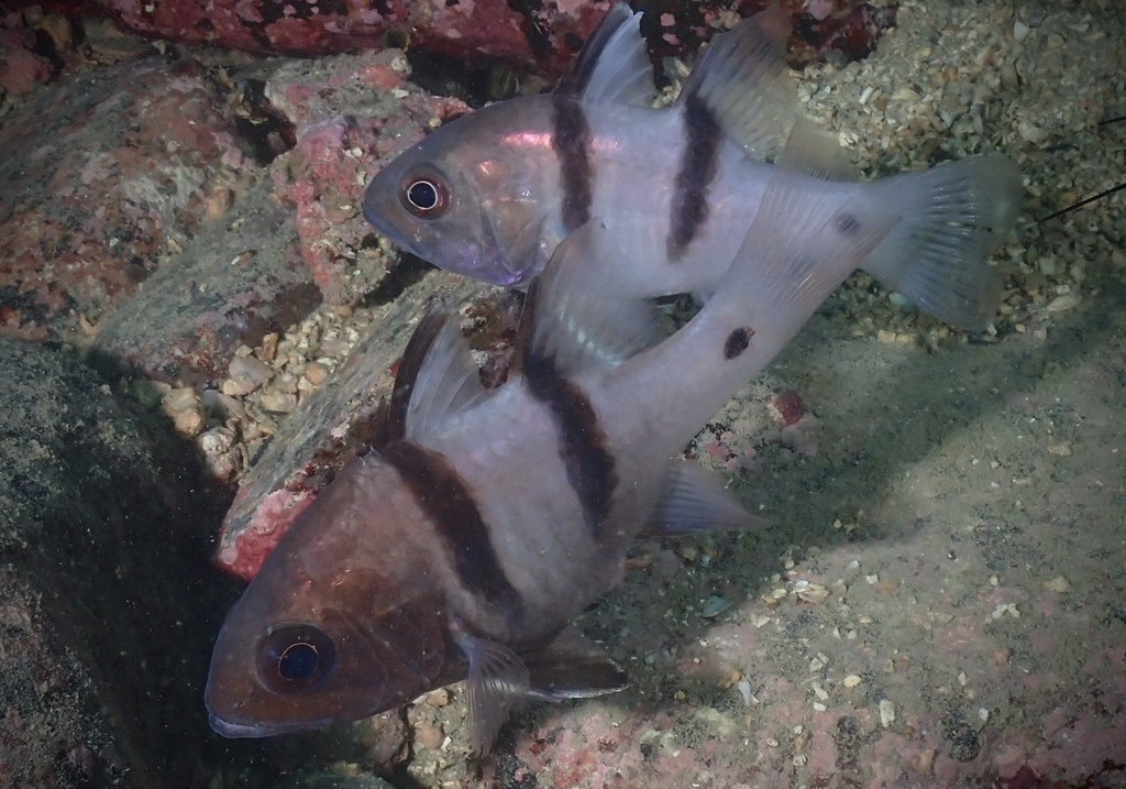 Apogonichthyoides cathetogramma