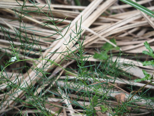 Image of Chinese asparagus by no rights reserved