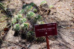 Mammillaria compressa