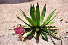 Agave garciae-mendozae