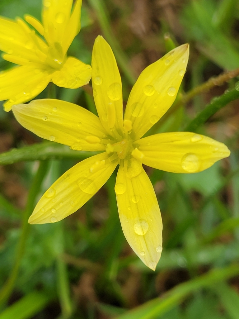 yellow star-of-Bethlehem