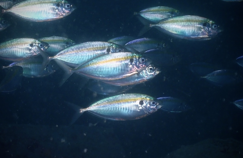 Gold-banded scad (Selaroides leptolepis) — Carangidae
