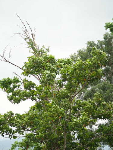 Elaeocarpus serratus