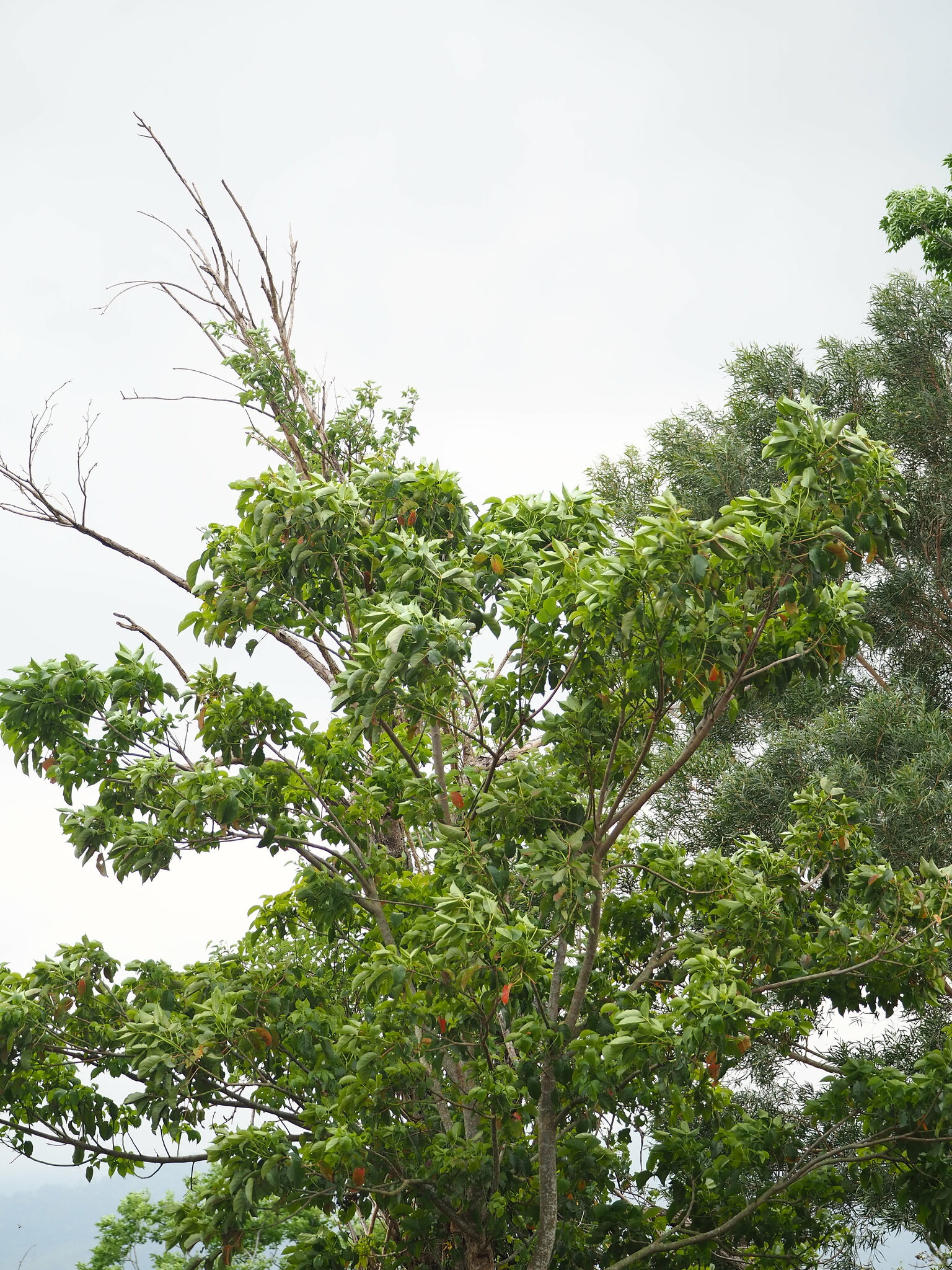 Elaeocarpus serratus