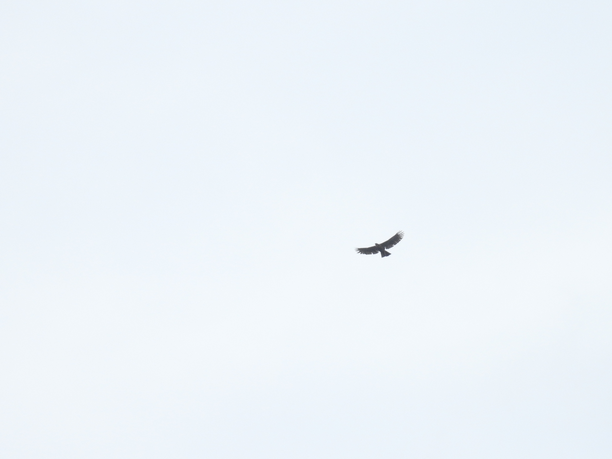 legge's hawk-eagle