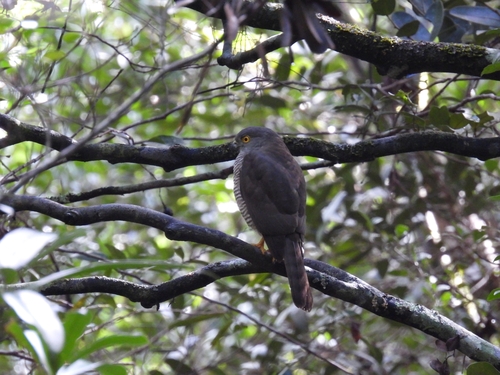 Frances's Sparrowhawk
