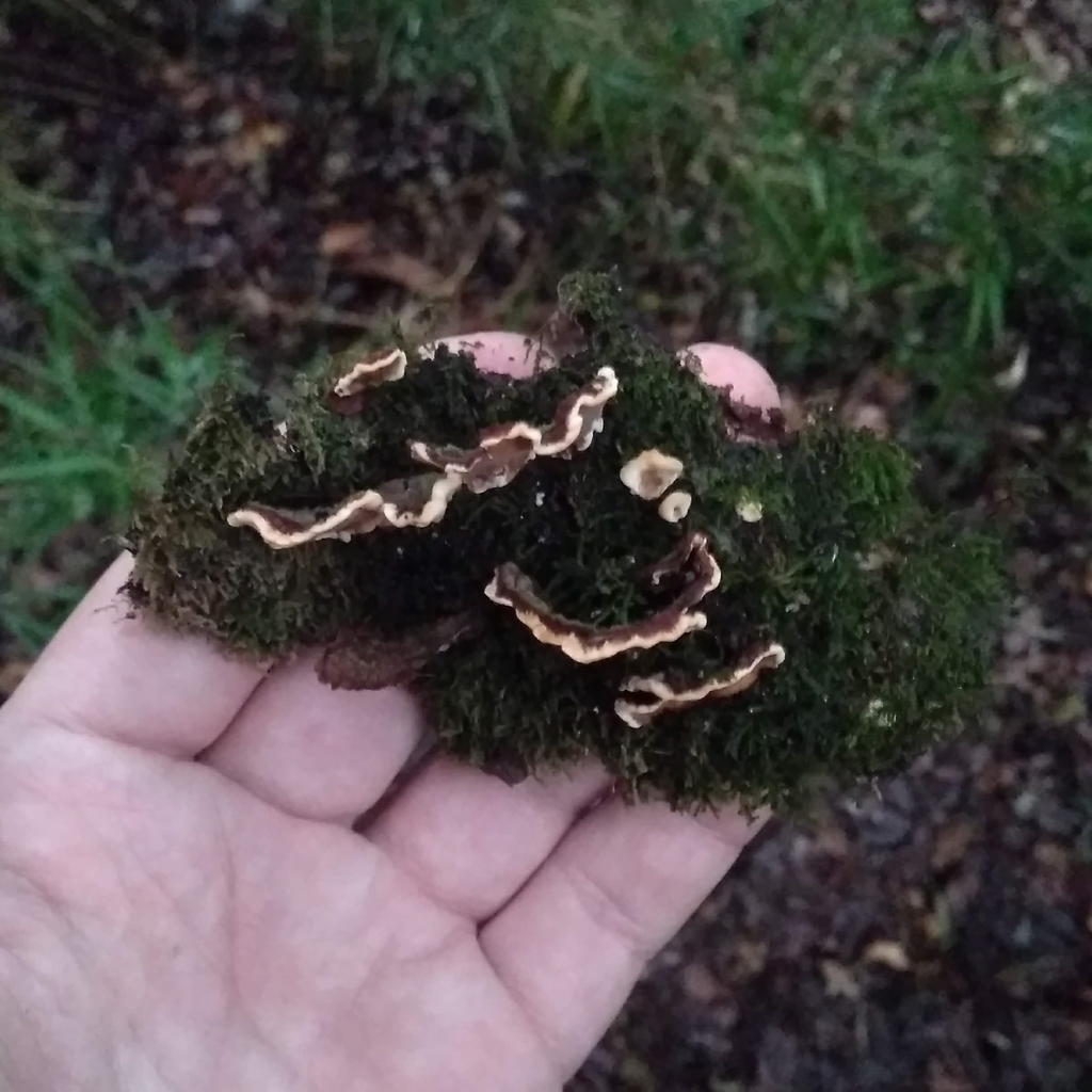 Stereum hirsutum · May 2019 · photo: © cristianriquelme (iNaturalist, cc-by)