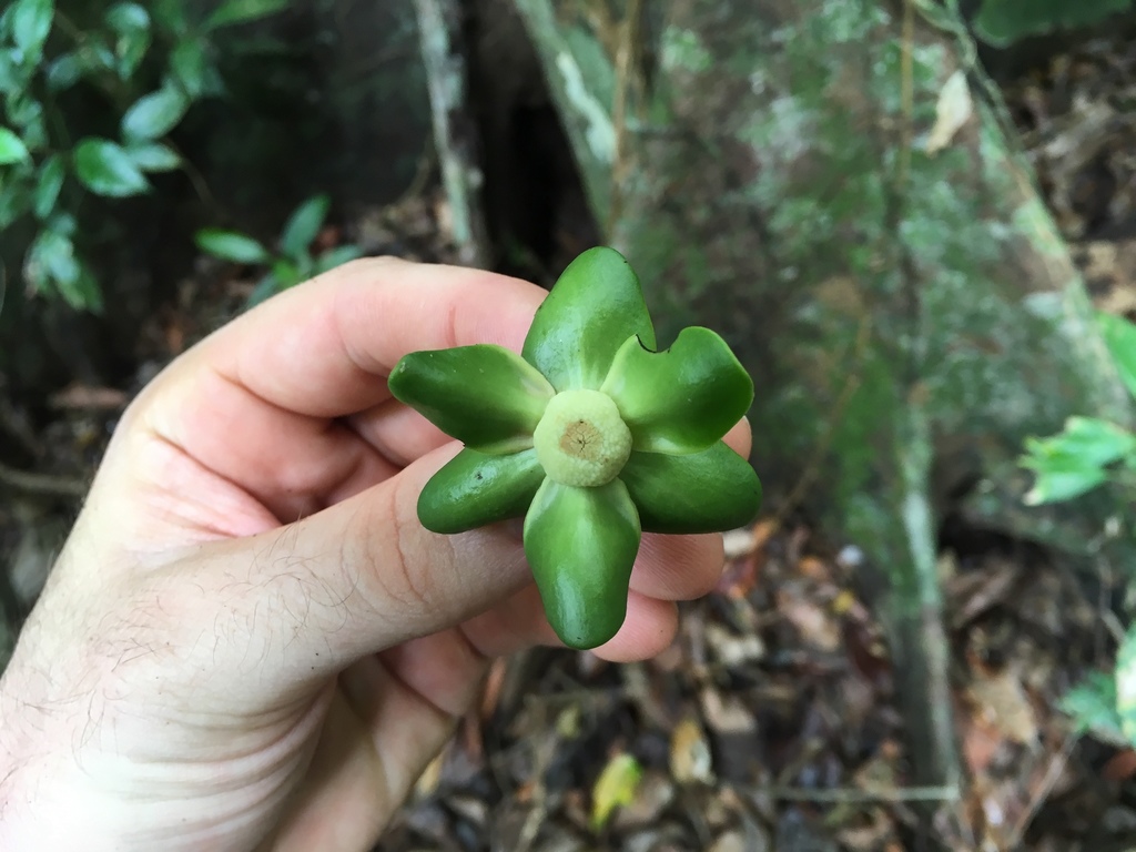 Mosannona garwoodiae