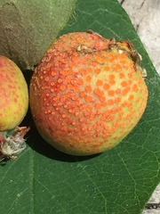 Gymnotelium blasdaleanum