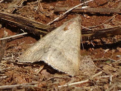 Lepidoptera