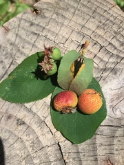 Gymnotelium blasdaleanum