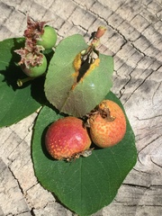 Gymnotelium blasdaleanum